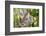 Australian Koala Bear & Baby -null-Framed Art Print