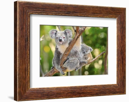 Australian Koala Bear & Baby -null-Framed Art Print