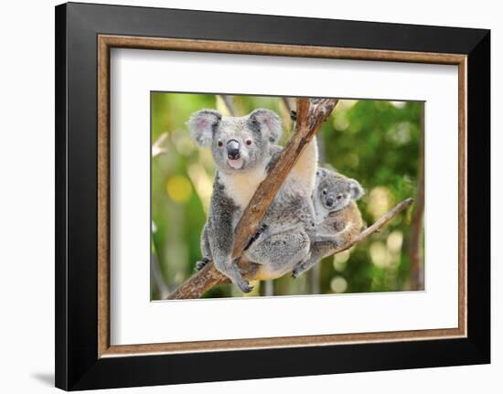 Australian Koala Bear & Baby -null-Framed Art Print