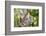 Australian Koala Bear & Baby -null-Framed Art Print