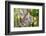 Australian Koala Bear & Baby -null-Framed Art Print