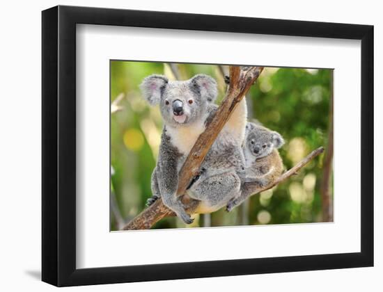Australian Koala Bear & Baby -null-Framed Art Print