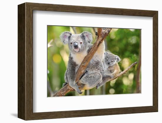 Australian Koala Bear & Baby -null-Framed Art Print