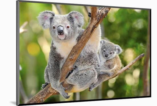 Australian Koala Bear & Baby -null-Mounted Art Print