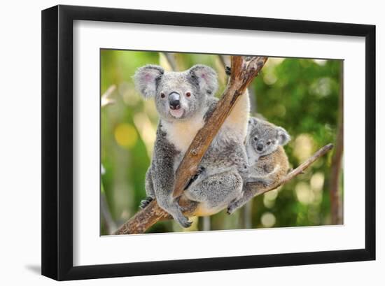 Australian Koala Bear & Baby -null-Framed Art Print