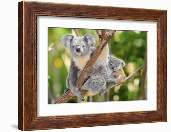 Australian Koala Bear & Baby -null-Framed Art Print