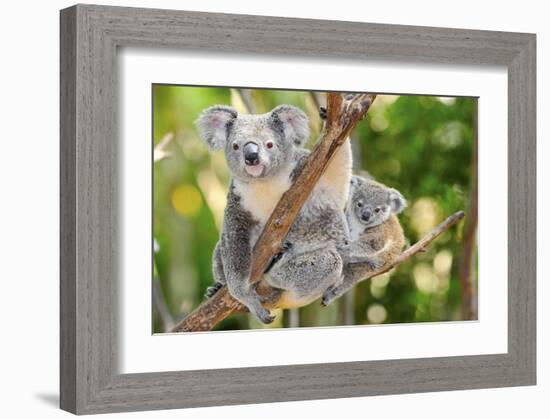 Australian Koala Bear & Baby -null-Framed Art Print