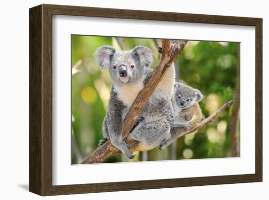 Australian Koala Bear & Baby -null-Framed Art Print