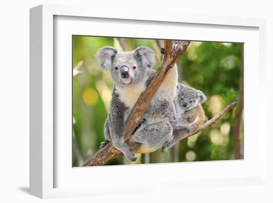 Australian Koala Bear & Baby -null-Framed Art Print