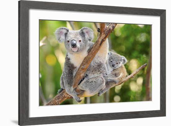 Australian Koala Bear & Baby -null-Framed Art Print