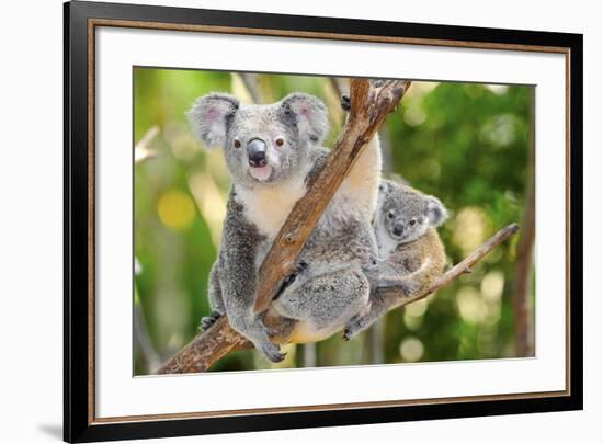 Australian Koala Bear & Baby -null-Framed Art Print