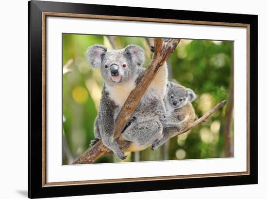 Australian Koala Bear & Baby -null-Framed Art Print