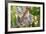 Australian Koala Bear & Baby -null-Framed Art Print