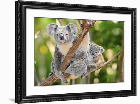 Australian Koala Bear & Baby -null-Framed Art Print