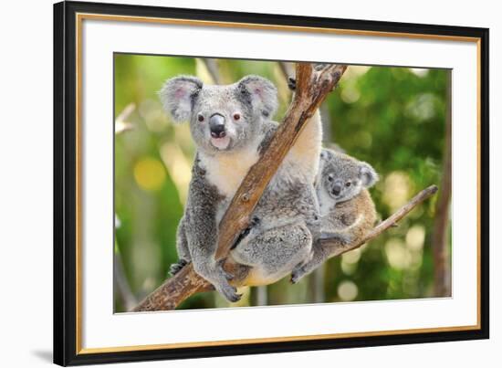 Australian Koala Bear & Baby -null-Framed Art Print