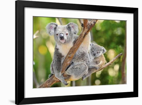 Australian Koala Bear & Baby -null-Framed Art Print