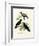 Australian Magpie, 1864-null-Framed Giclee Print