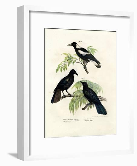 Australian Magpie, 1864-null-Framed Giclee Print
