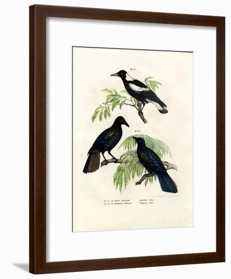 Australian Magpie, 1864-null-Framed Giclee Print