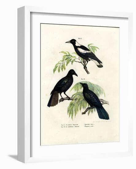 Australian Magpie, 1864-null-Framed Giclee Print