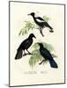 Australian Magpie, 1864-null-Mounted Giclee Print