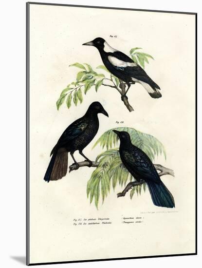 Australian Magpie, 1864-null-Mounted Giclee Print