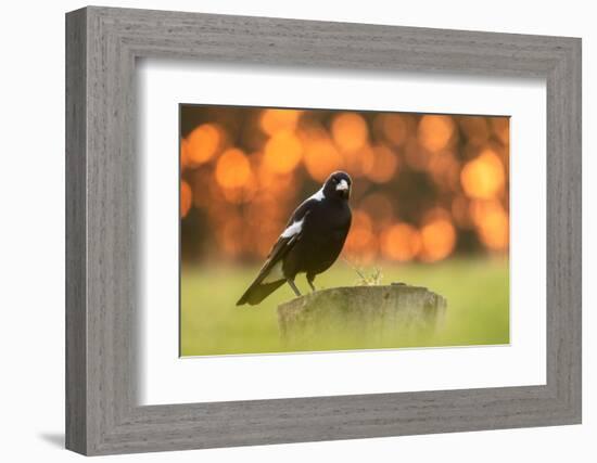 Australian magpie male perched on stump, New Zealand-Andy Trowbridge-Framed Photographic Print