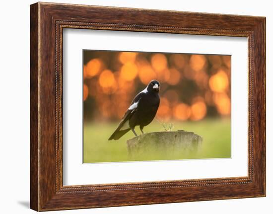 Australian magpie male perched on stump, New Zealand-Andy Trowbridge-Framed Photographic Print