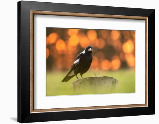 Australian magpie male perched on stump, New Zealand-Andy Trowbridge-Framed Photographic Print