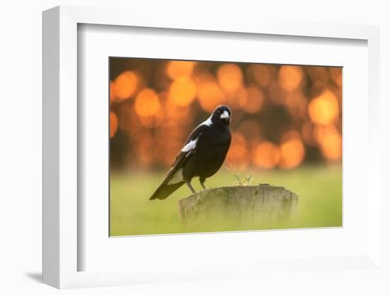 Australian magpie male perched on stump, New Zealand-Andy Trowbridge-Framed Photographic Print