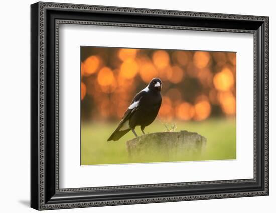 Australian magpie male perched on stump, New Zealand-Andy Trowbridge-Framed Photographic Print