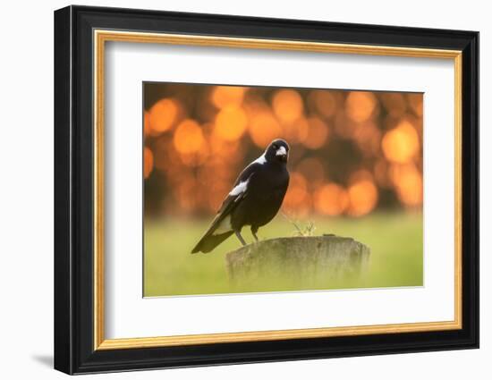 Australian magpie male perched on stump, New Zealand-Andy Trowbridge-Framed Photographic Print