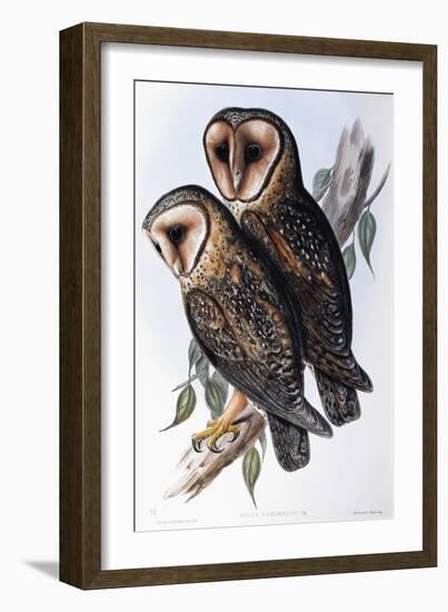 Australian Masked-Owl (Strix Personata)-John Gould-Framed Giclee Print