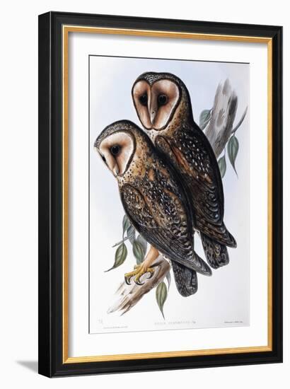 Australian Masked-Owl (Strix Personata)-John Gould-Framed Giclee Print