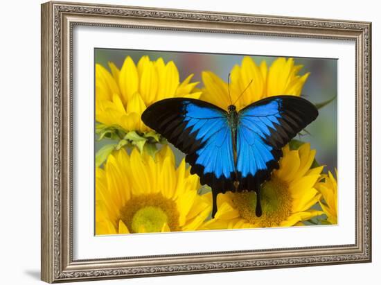 Australian Mountain Blue Swallowtail Butterfly on sunflower-Darrell Gulin-Framed Photographic Print