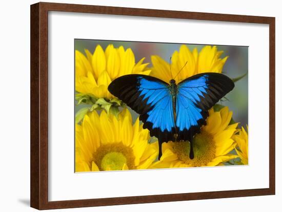 Australian Mountain Blue Swallowtail Butterfly on sunflower-Darrell Gulin-Framed Photographic Print