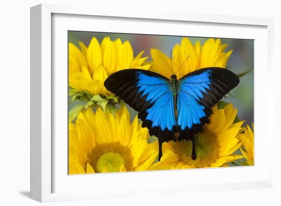 Australian Mountain Blue Swallowtail Butterfly on sunflower-Darrell Gulin-Framed Photographic Print