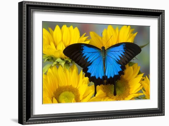 Australian Mountain Blue Swallowtail Butterfly on sunflower-Darrell Gulin-Framed Photographic Print