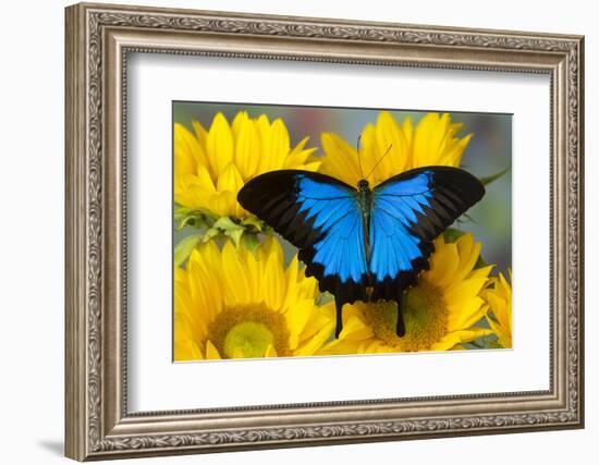 Australian Mountain Blue Swallowtail Butterfly on sunflower-Darrell Gulin-Framed Photographic Print