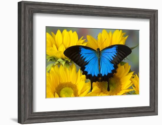 Australian Mountain Blue Swallowtail Butterfly on sunflower-Darrell Gulin-Framed Photographic Print