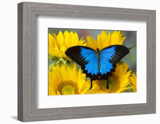 Australian Mountain Blue Swallowtail Butterfly on sunflower-Darrell Gulin-Framed Photographic Print