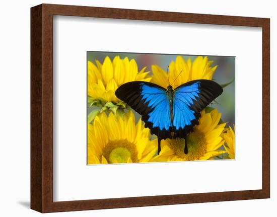 Australian Mountain Blue Swallowtail Butterfly on sunflower-Darrell Gulin-Framed Photographic Print