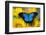 Australian Mountain Blue Swallowtail Butterfly on sunflower-Darrell Gulin-Framed Photographic Print