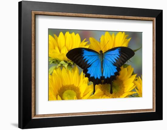 Australian Mountain Blue Swallowtail Butterfly on sunflower-Darrell Gulin-Framed Photographic Print