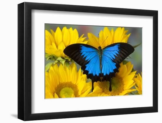 Australian Mountain Blue Swallowtail Butterfly on sunflower-Darrell Gulin-Framed Photographic Print