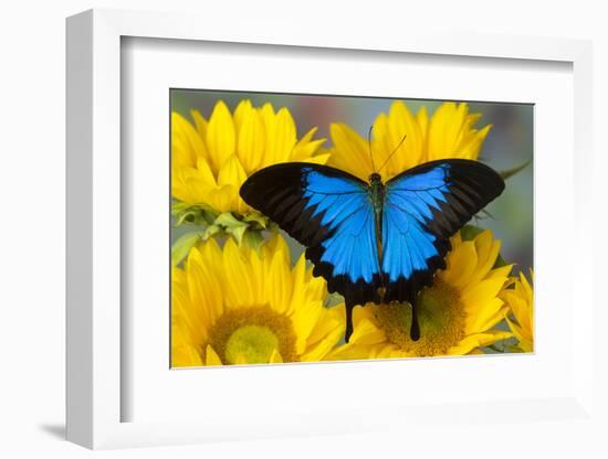 Australian Mountain Blue Swallowtail Butterfly on sunflower-Darrell Gulin-Framed Photographic Print