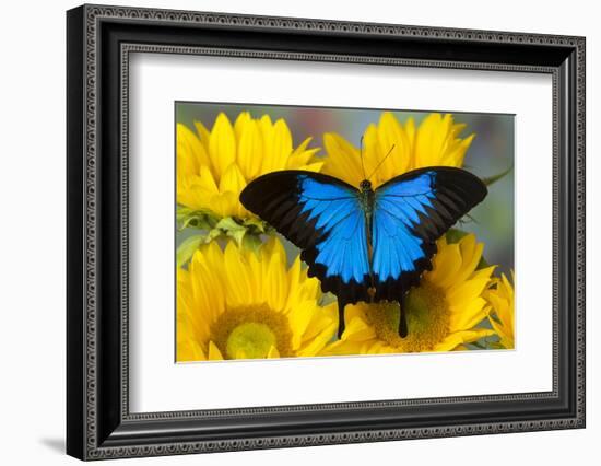 Australian Mountain Blue Swallowtail Butterfly on sunflower-Darrell Gulin-Framed Photographic Print