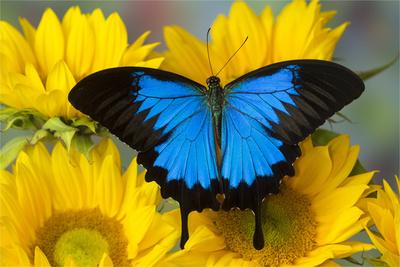'Australian Mountain Blue Swallowtail Butterfly on sunflower' Premium
