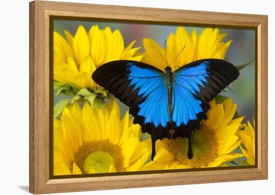 Australian Mountain Blue Swallowtail Butterfly on sunflower-Darrell Gulin-Framed Premier Image Canvas