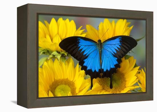 Australian Mountain Blue Swallowtail Butterfly on sunflower-Darrell Gulin-Framed Premier Image Canvas